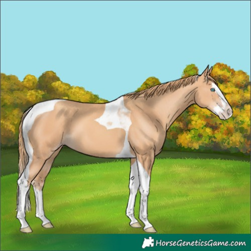 Horse Color:Gold Champagne Splash Tobiano 
