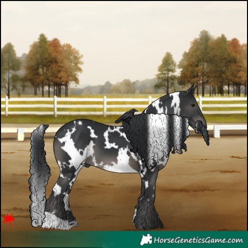 Horse Color:White Spotted Black 