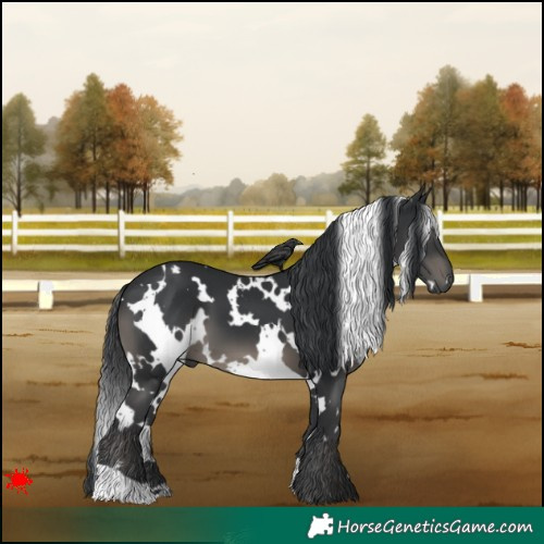 Horse Color:White Spotted Black