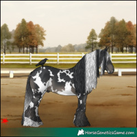 Horse Color:White Spotted Black 