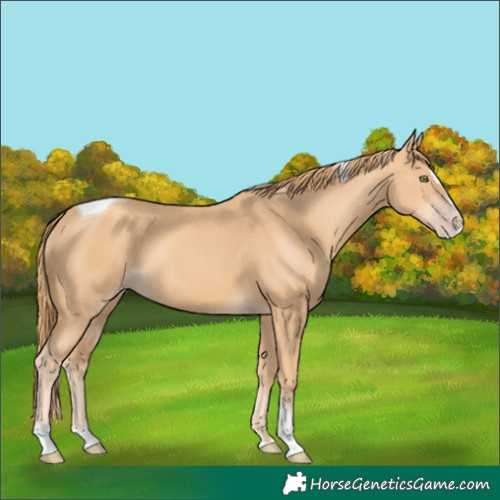 Horse Color:Gold Champagne Splash Tobiano 