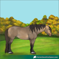 Horse Color:Buckskin Dun 