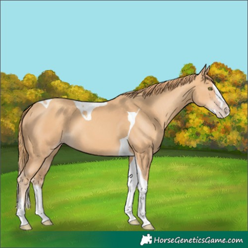 Horse Color:Gold Champagne Splash Tobiano 