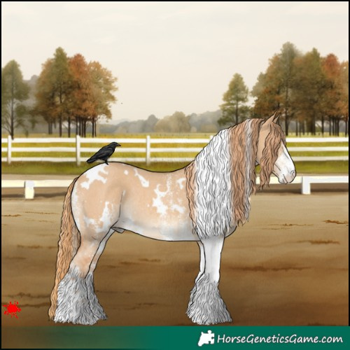 Horse Color:White Spotted Red Dun Rabicano 