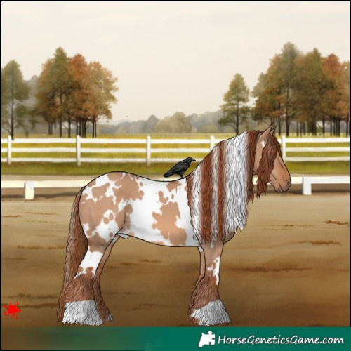 Horse Color:White Spotted Red Dun 