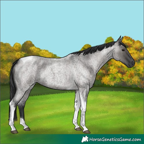 Horse Color:Grullo Roan Tobiano