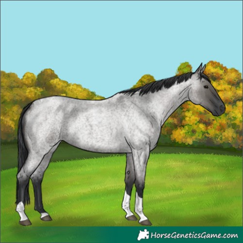 Horse Color:Grullo Roan Tobiano 