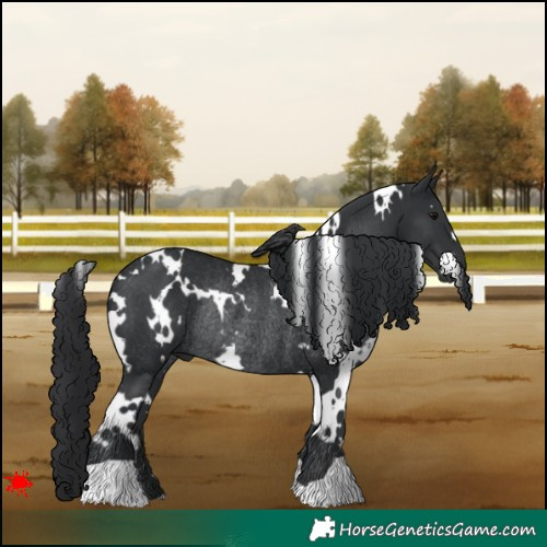 Horse Color:White Spotted Black Rabicano 