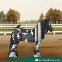 Horse Color:White Spotted Black Rabicano 