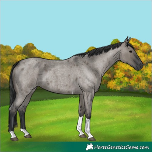 Horse Color:Grullo Roan Tobiano