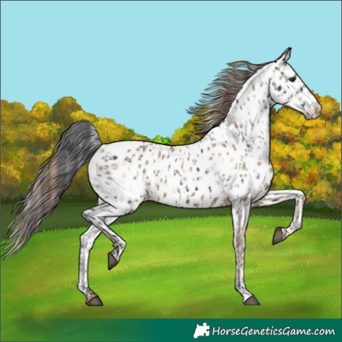 Horse Color:Black Appaloosa and Classic Champagne Appaloosa