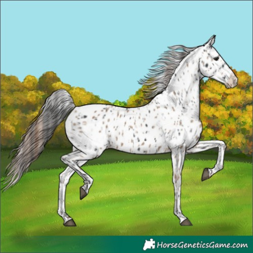Horse Color:Black Appaloosa and Classic Champagne Appaloosa