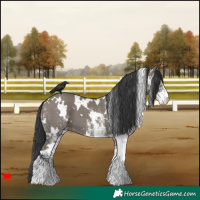 Horse Color:White Spotted Grullo 