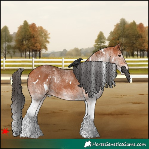 Horse Color:White Spotted Bay 
