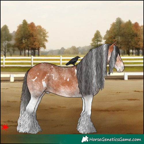 Horse Color:White Spotted Bay 