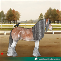 Horse Color:White Spotted Bay 