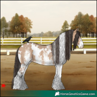 Horse Color:White Spotted Bay Dun 