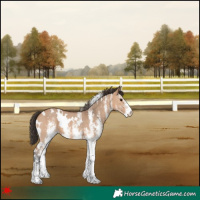 Horse Color:White Spotted Bay Dun 