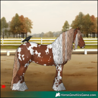 Horse Color:White Spotted Chestnut 