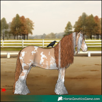Horse Color:White Spotted Red Dun 