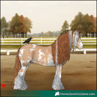 Horse Color:White Spotted Red Dun
