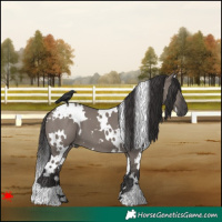Horse Color:White Spotted Smoky Grullo 