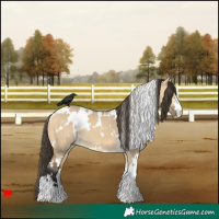 Horse Color:White Spotted Buckskin Dun 