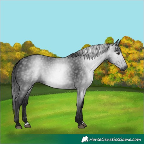 Horse Color:Gray Black
