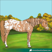 Horse Color:Chestnut Appaloosa  and Chestnut Splash Appaloosa 