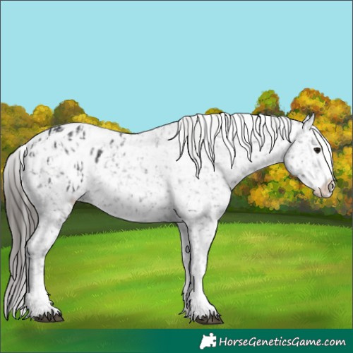 Horse Color:Black Appaloosa  and Black Appaloosa 