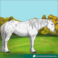 Horse Color:Black Appaloosa and Black Appaloosa