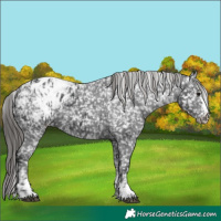 Horse Color:Black Appaloosa and Black Appaloosa