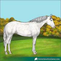Horse Color:Cremello Near Leopard 