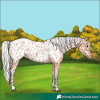 Horse Color:Bay Near Leopard and Silver Bay Near Leopard