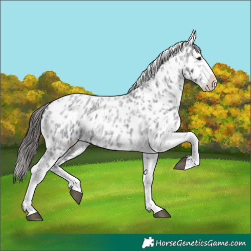 Horse Color:Blue Roan Appaloosa  and Blue Roan Appaloosa 