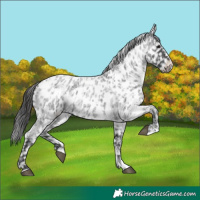 Horse Color:Blue Roan Near Leopard  and Blue Roan Near Leopard 