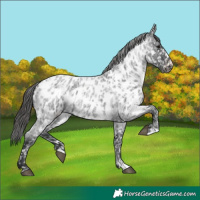Horse Color:Blue Roan Appaloosa and Blue Roan Appaloosa