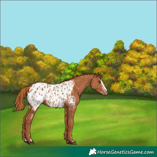 Horse Color:Chestnut Blanket and Chestnut Splash Blanket