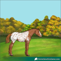 Horse Color:Chestnut Appaloosa  and Chestnut Splash Appaloosa 