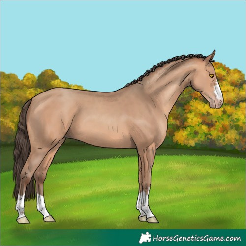 Horse Color:Amber Champagne 