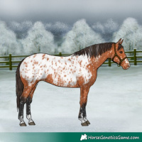 Horse Color:Bay Appaloosa  and Bay Appaloosa 