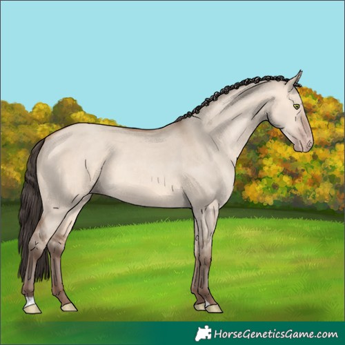 Horse Color:Amber Champagne Dun 