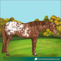 Horse Color:Chestnut Appaloosa  and Gray Chestnut Appaloosa 