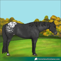 Horse Color:Black Blanket Rabicano 