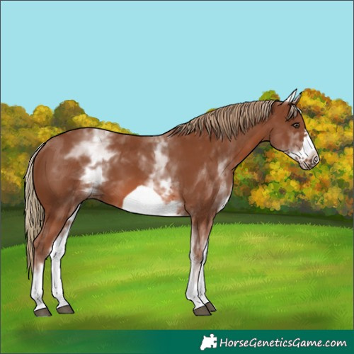 Horse Color:White Spotted Chestnut Frame 