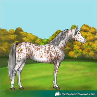 Horse Color:Bay Splash Frame  and Bay Splash Frame 