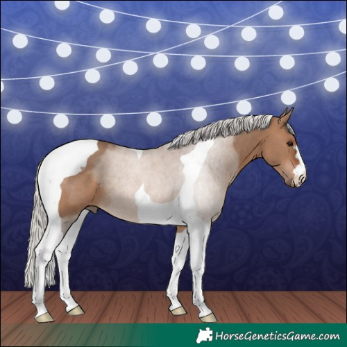 Horse Color:Silver Brown Dun Tobiano 