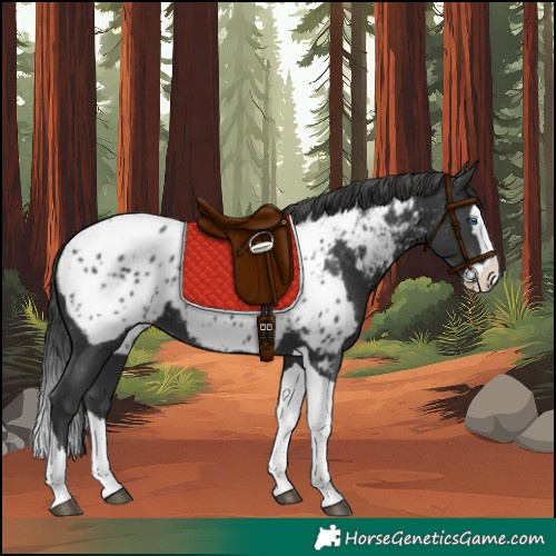 Horse Color:Black Splash Tobiano Appaloosa