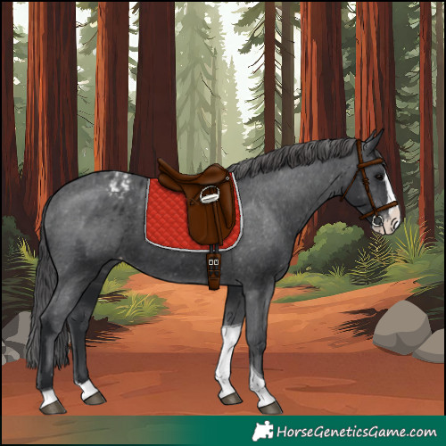 Horse Color:Black Splash Tobiano Appaloosa