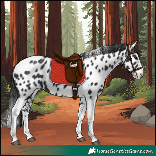 Horse Color:Black Splash Tobiano Appaloosa